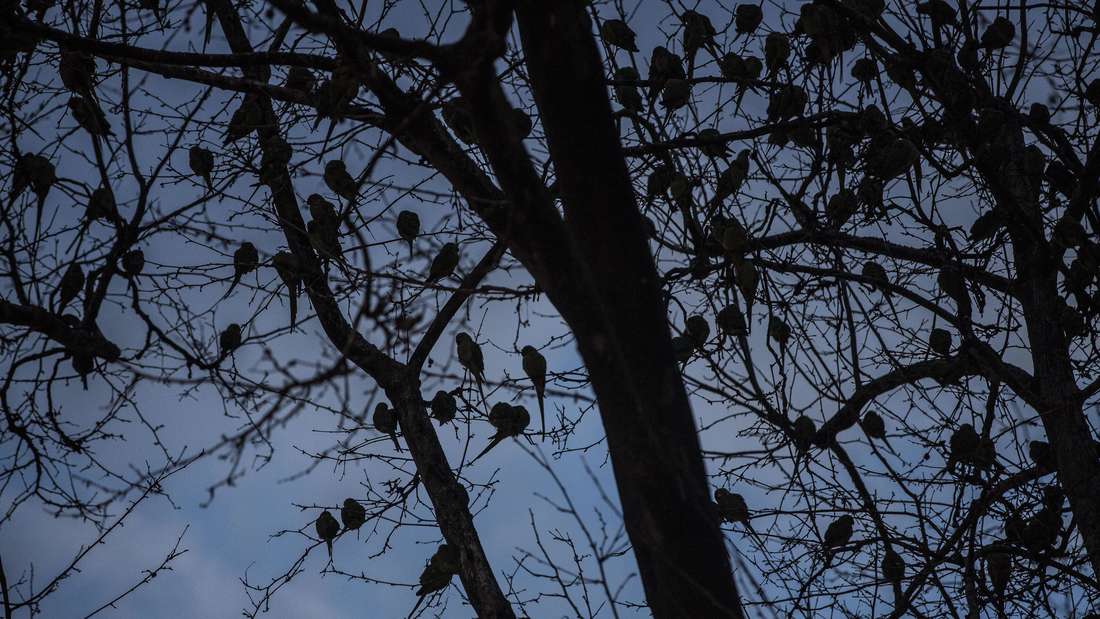 In der Dämmerung sitzen Dutzende Sittiche auf den Ästen eines Baumes in Wiesbaden.