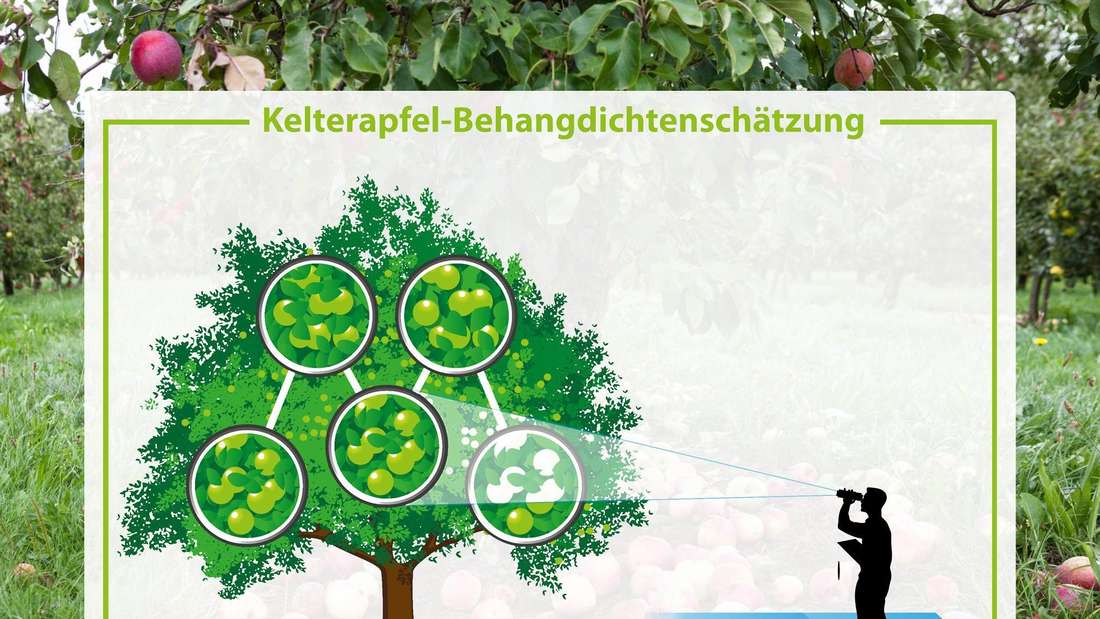 Der VdF führt seit 30 Jahren die sogenannte Behangdichtenschätzung bei Kelteräpfeln durch, die am Kompetenz- zentrum Obstbau Bodensee entwickelt wurde. Mit einem Spezialfernrohr, dem sogenannten ,,Gucki", werden fünf Ausschnitte ins Visier genommen und der Apfelbehang im Baum gezählt. Nach einem speziellen Berechnungsverfahren ist es dem VdF möglich, per Hochrechnung eine annähernd präzise Aussage über die Ernteerwartung in ganz Deutschland zu treffen.