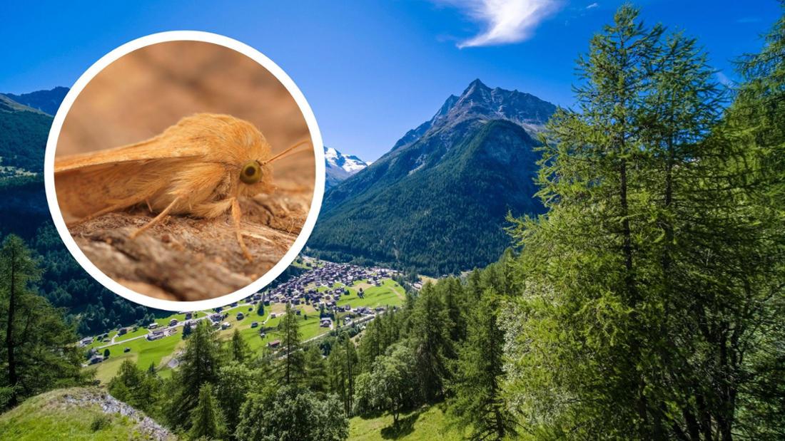 
Der Schädling Helicoverpa armigera setzt die Landwirtschaft in der Schweiz zunehmend unter Druck.