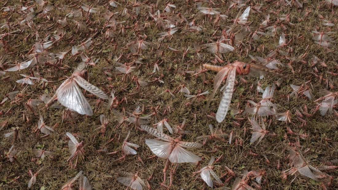 Eine Heuschreckenplage in Kenia. Die Ukraine hat aktuell auch mit den Insekten zu kämpfen.