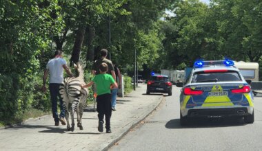 Notruf an die Münchner Polizei: Zwei Zebras aus dem Zirkus ausgebüxt - München