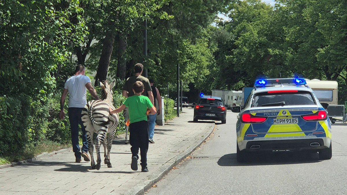 Notruf an die Münchner Polizei: Zwei Zebras aus dem Zirkus ausgebüxt - München