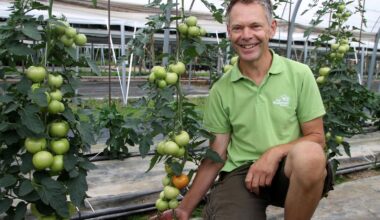 500 Pflanzen bedeuten 10 Tonnen Tomaten-Ernte auf diesem Hof in Bettmar