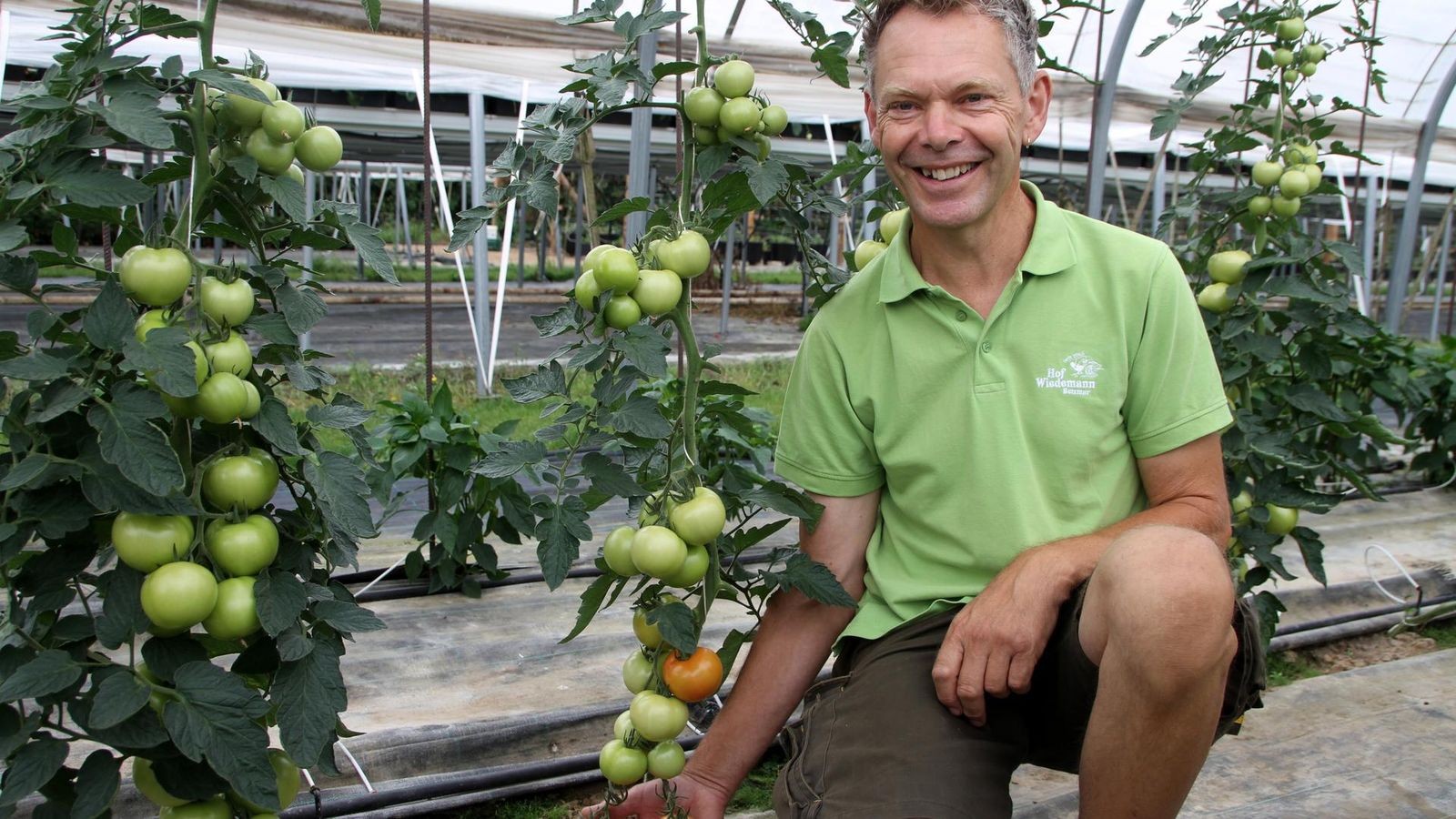 500 Pflanzen bedeuten 10 Tonnen Tomaten-Ernte auf diesem Hof in Bettmar