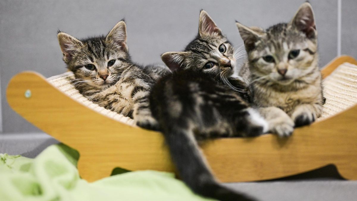 Katzenbabys im Tierheim Bochum