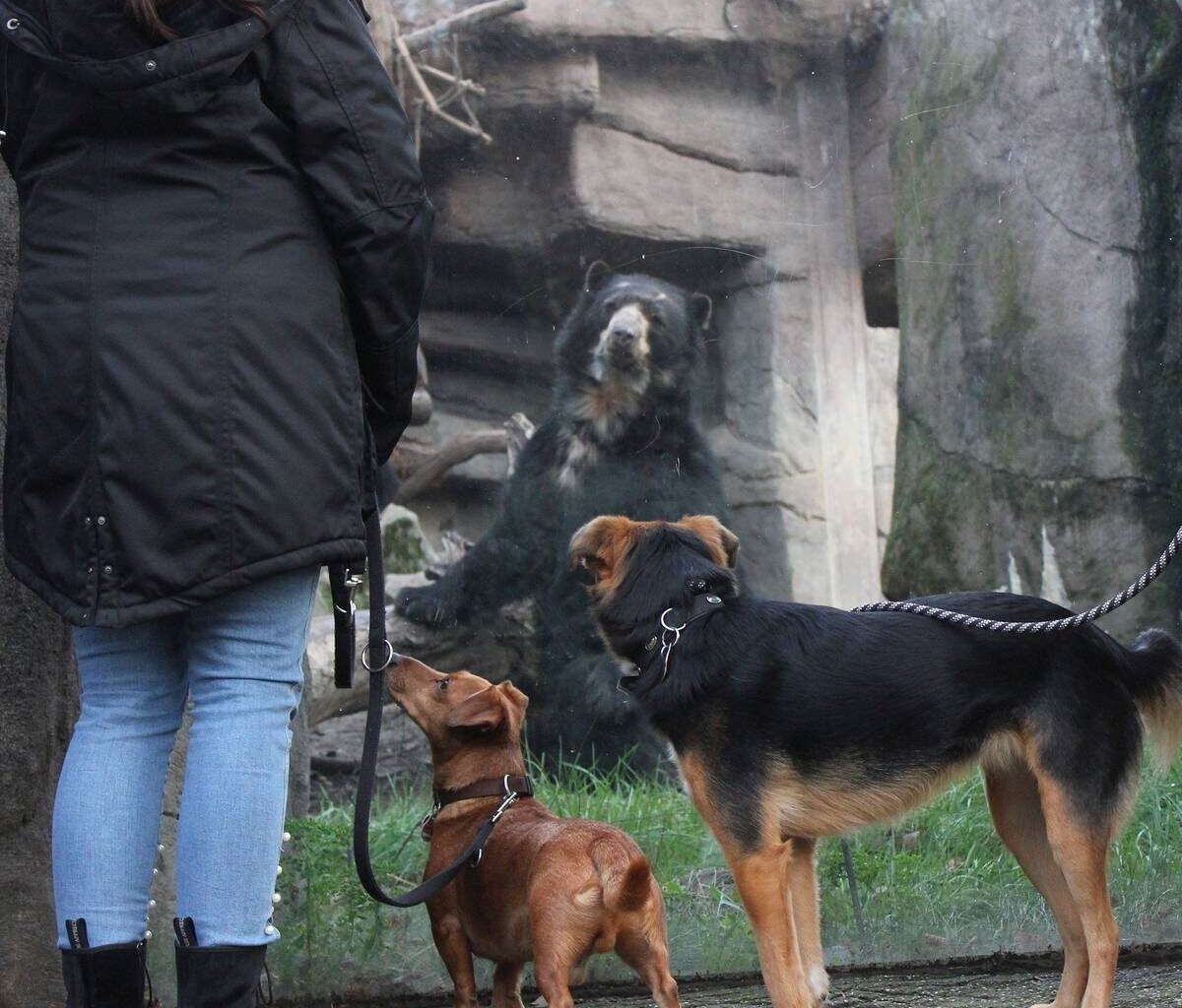 Zoo Duisburg öffnet täglich für Hunde