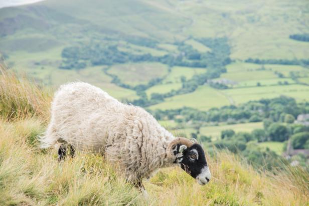 Schaf im peak District