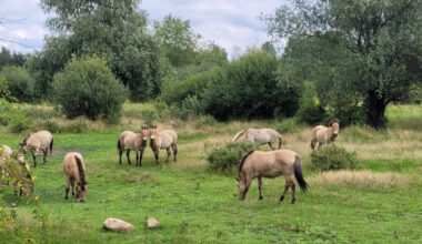 Entdecken Sie die Natur mit den Stadtwaldrangern in Paunsdorf
