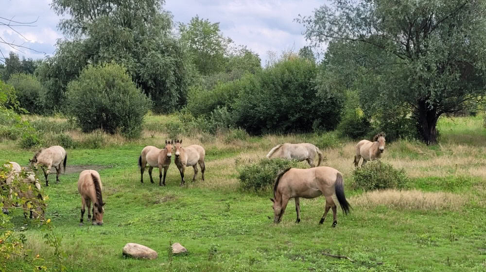 Entdecken Sie die Natur mit den Stadtwaldrangern in Paunsdorf