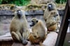 Nach Angaben des Tiergartens kommt es in der Pavian-Gruppe verstärkt zu Konflikten, bei denen sich die Tiere verletzen.