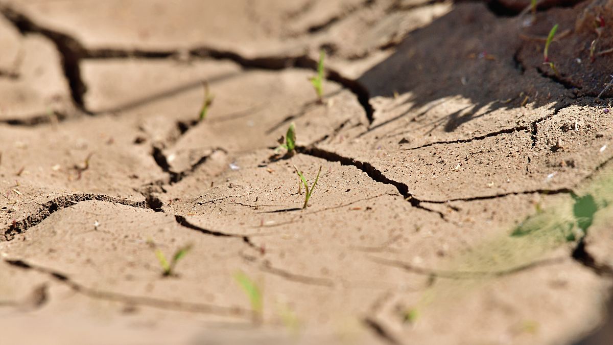 Klimakrise verschärft sich: Mehr als die Hälfte der Böden in Europa im Juli von Dürre betroffen