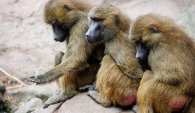 Wieso sollen Paviane im Nürnberger Tiergarten sterben? - PZ-news.de - Nachrichten aus Pforzheim und Enzkreis