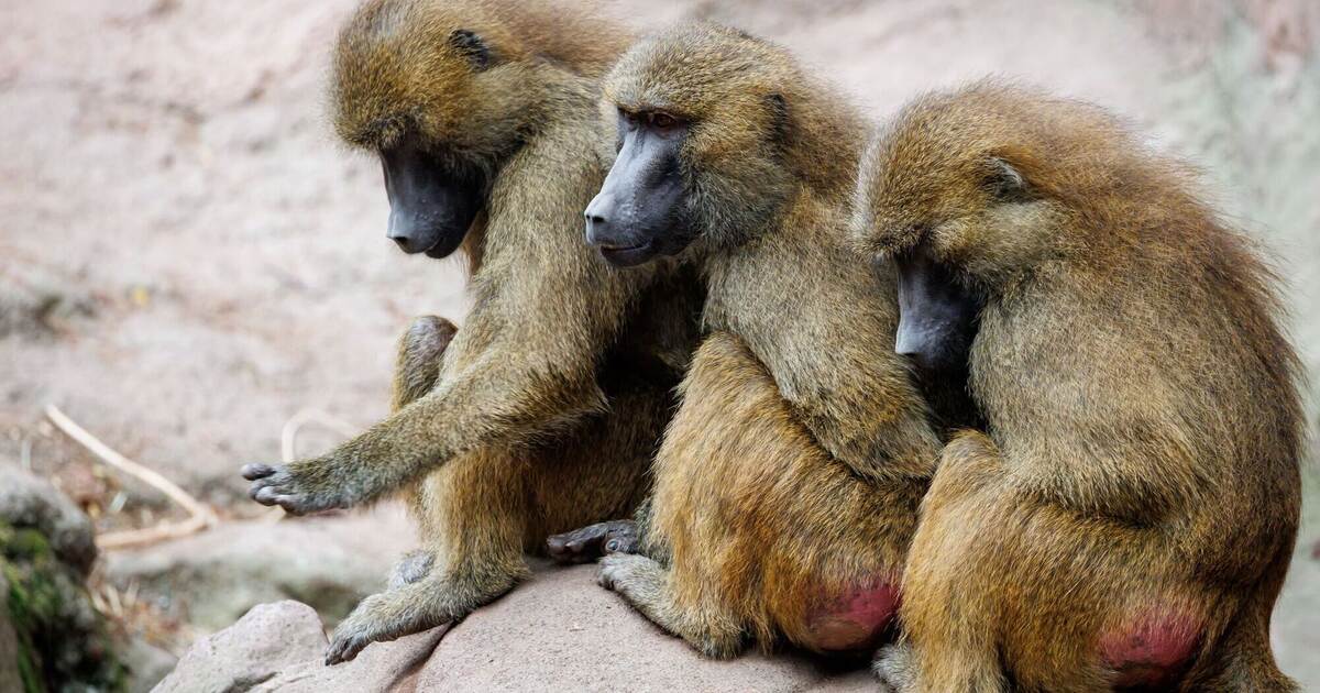 Wieso sollen Paviane im Nürnberger Tiergarten sterben? - PZ-news.de - Nachrichten aus Pforzheim und Enzkreis