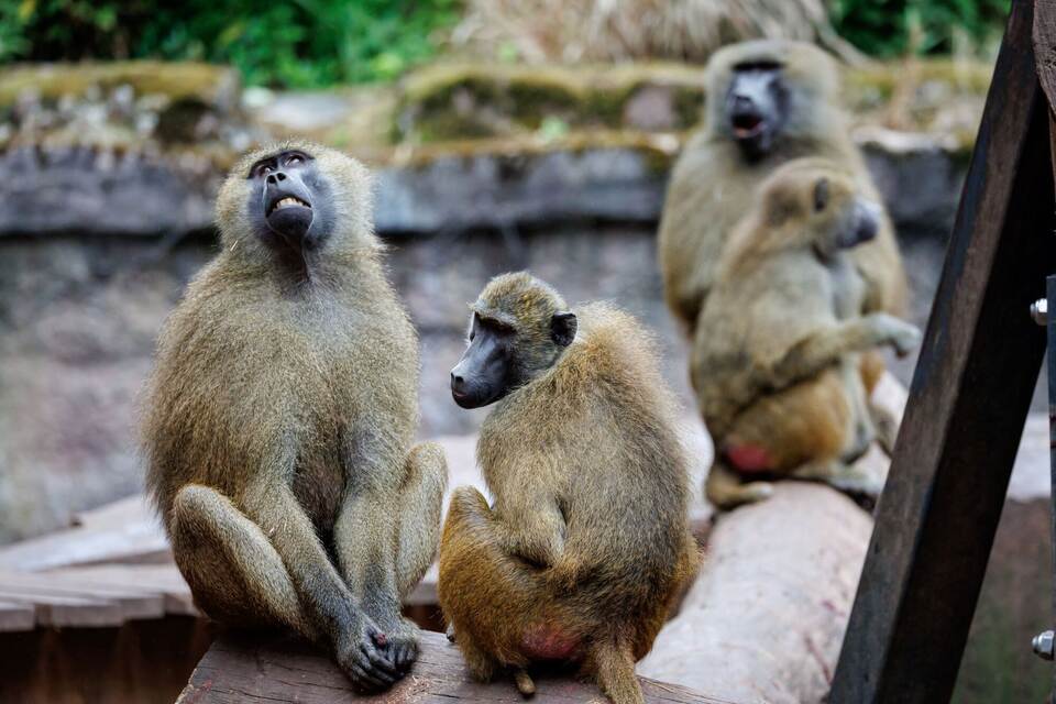 Guinea-Paviane im Tiergarten Nürnberg