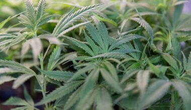 Sorge vor Missbrauch: Warken plant strengere Regeln für Abgabe von Medizin-Cannabis