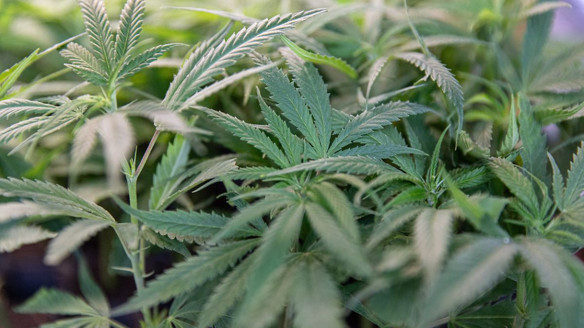 Sorge vor Missbrauch: Warken plant strengere Regeln für Abgabe von Medizin-Cannabis