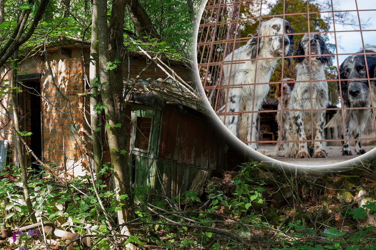 8-Year-Old Boy Isolated With Dogs in Thailand