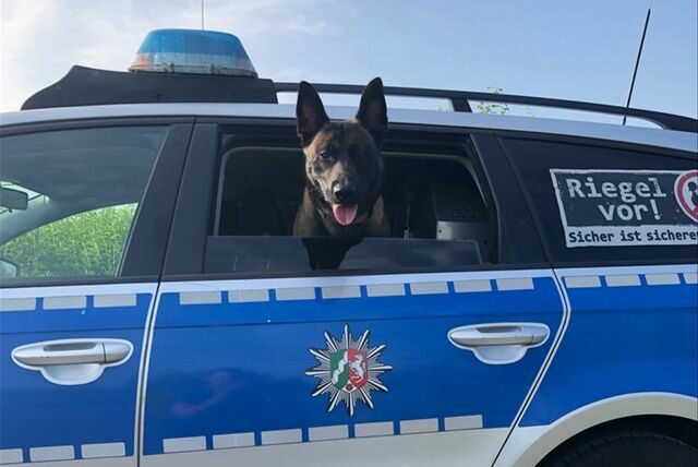 Diensthund Jack schaut aus dem offenen Fenster eines Streifenwagens der nordrheinwestfälischen Polizei.