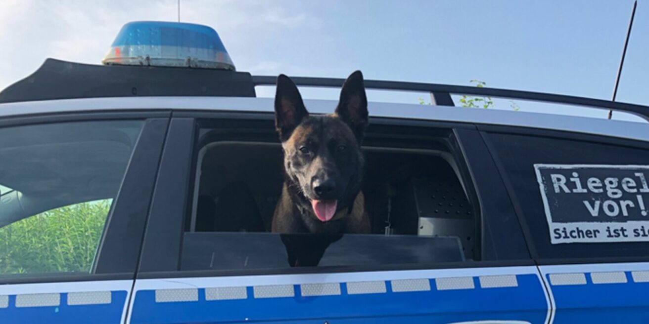 Diensthund Jack stellt unfallflüchtigen 19-Jährigen