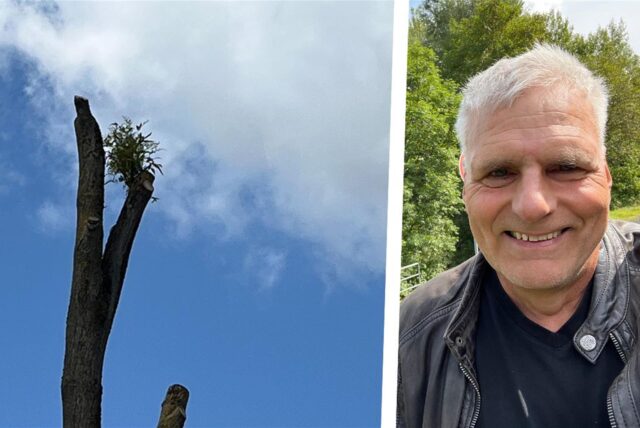 Oben an der Esche am Flemerskamp/Ecke Wickeder Straße in Husen hat sich wieder ein zarter Trieb herausgebildet. Andreas Schröter greift das Thema in den Nordost-Geschichten auf.