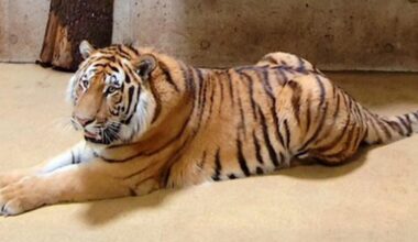 Amurtiger soll für Nachwuchs sorgen