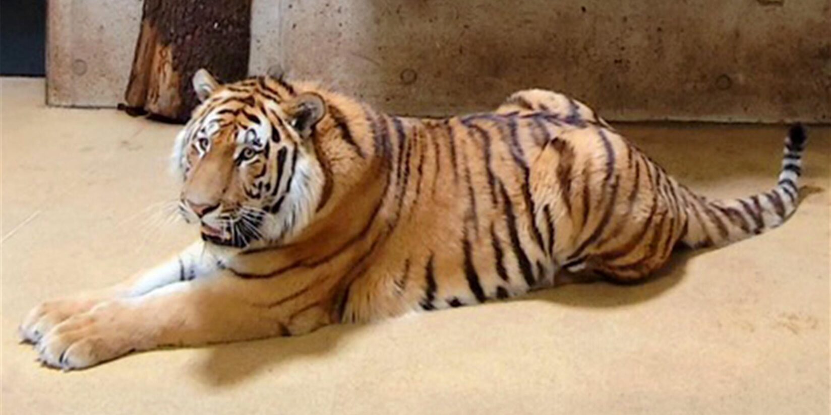 Amurtiger soll für Nachwuchs sorgen