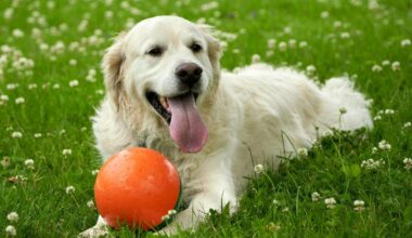 Stadt macht mit Hunden ein leichtes Plus