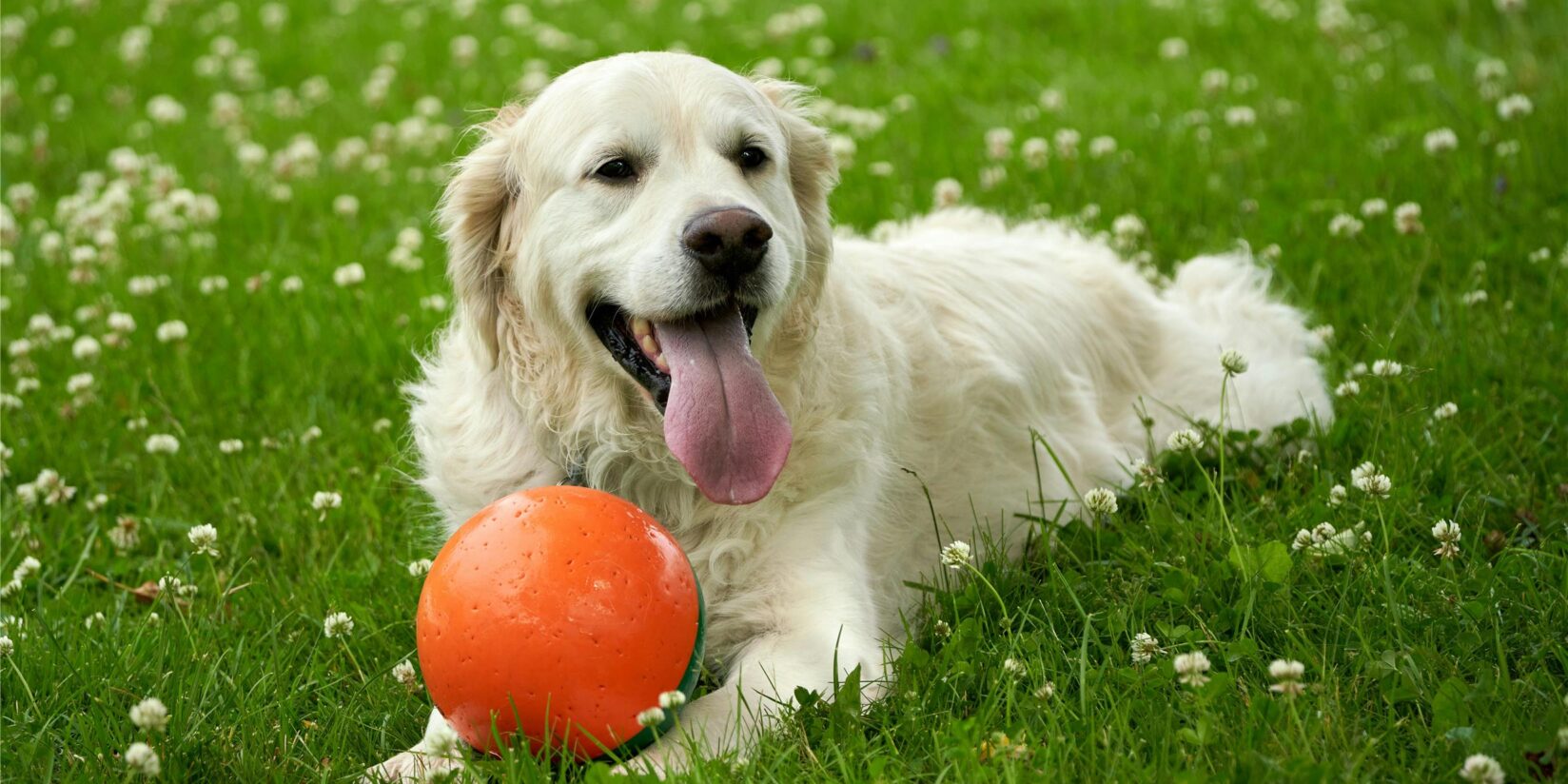 Stadt macht mit Hunden ein leichtes Plus