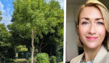 Dortmund: Walnussbaum trotz Brutzeit geschnitten