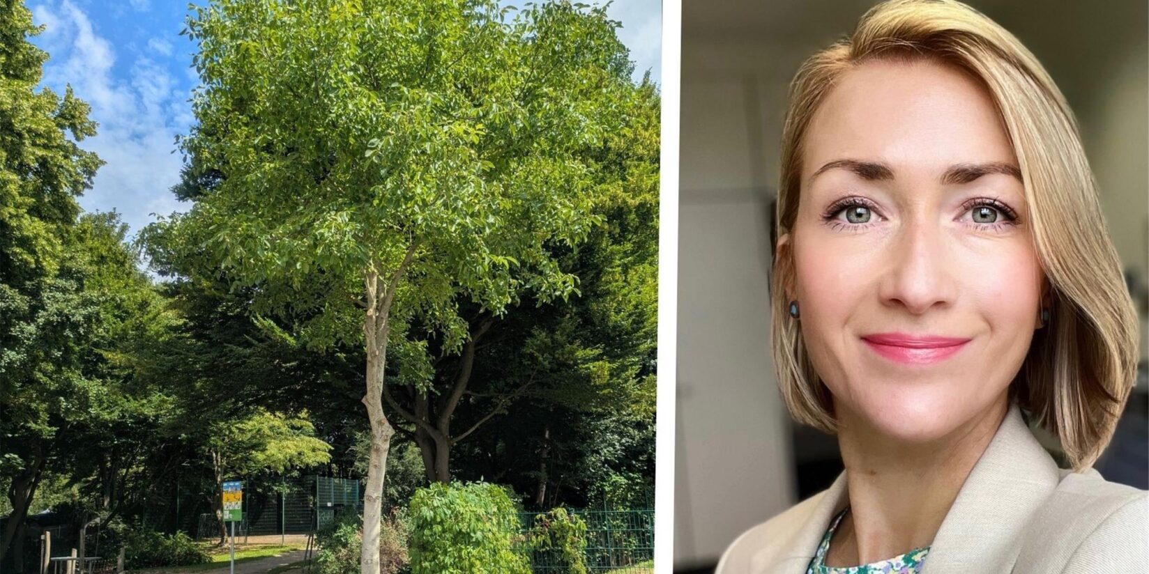 Dortmund: Walnussbaum trotz Brutzeit geschnitten