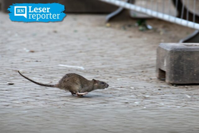 Eine Ratte läuft über den Gehweg in der Innenstadt.