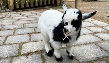 Zoo Dortmund hat gute Nachrichten: Streichelzoo wieder geöffnet