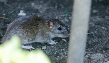 Ratten-Problem in Dortmund? Bis zu vier Ratten auf einen Einwohner