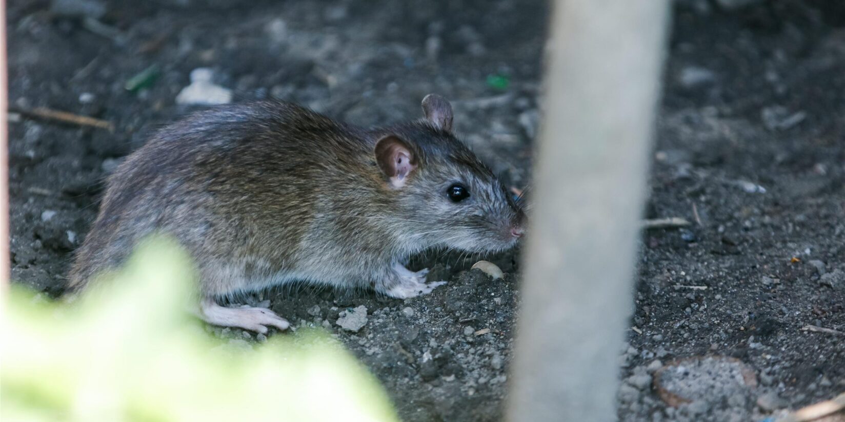 Ratten-Problem in Dortmund? Bis zu vier Ratten auf einen Einwohner