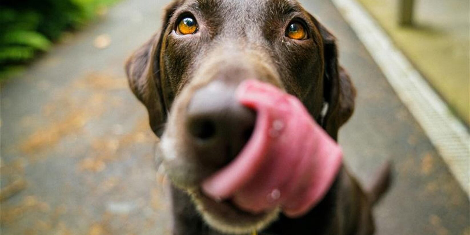 Stadt Castrop-Rauxel nimmt weniger Hundesteuer ein