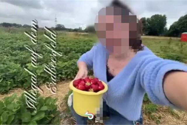 Junge Frau mit verpixeltem Gesicht sitzt auf Erdbeerfeld. Neben sich eine Schrift ins Bild geschnitten: „Illegal auf dem Erdbeerfeld“