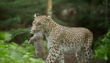 Seltene Leoparden-Geburt im Zoo Münster