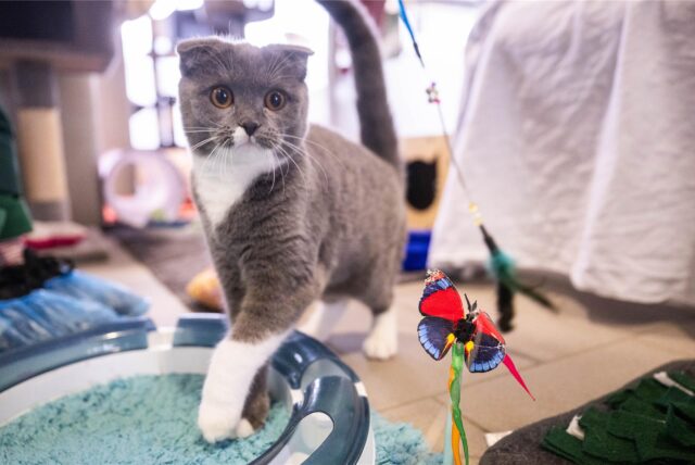 Die Katze Coco der Rasse Scottish Fold steht im Tierheim Berlin.