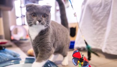 Katzenvideos für die Forschung: Ruhr-Uni Bochum sucht Teilnehmer