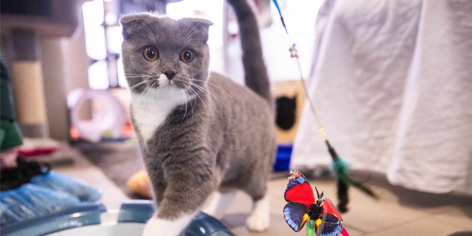 Katzenvideos für die Forschung: Ruhr-Uni Bochum sucht Teilnehmer