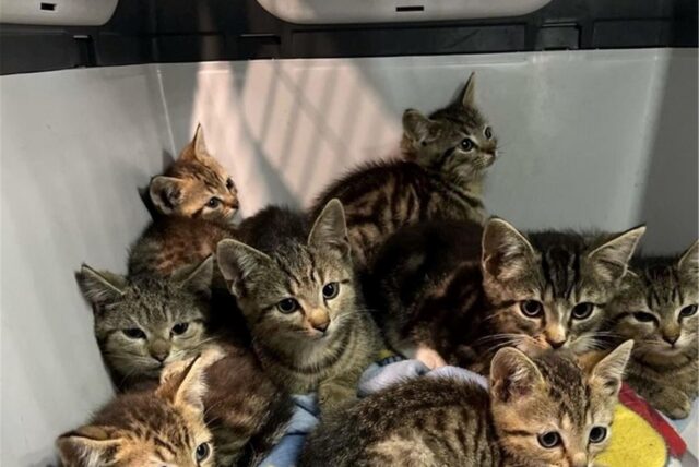 Zehn Katzenbabys sitzen in einer Transportbox.