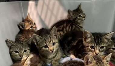 Bochum: Zehn Katzenbabys ausgesetzt - Polizei ermittelt