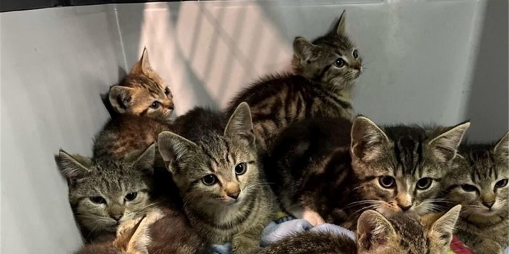 Bochum: Zehn Katzenbabys ausgesetzt - Polizei ermittelt