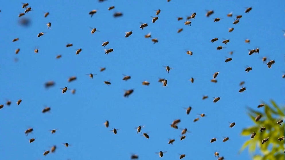 Das Verhalten der Bienen hängt möglicherweise mit Asiatischen Hornissen zusammen, die einen Bienenstock bedroht haben.