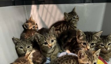 Kriminalität - Katzenbabys an Waldrand ausgesetzt - Panorama
