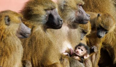 Sie sollen erschossen werden: Todesurteil für Paviane im Zoo Nürnberg | Regional