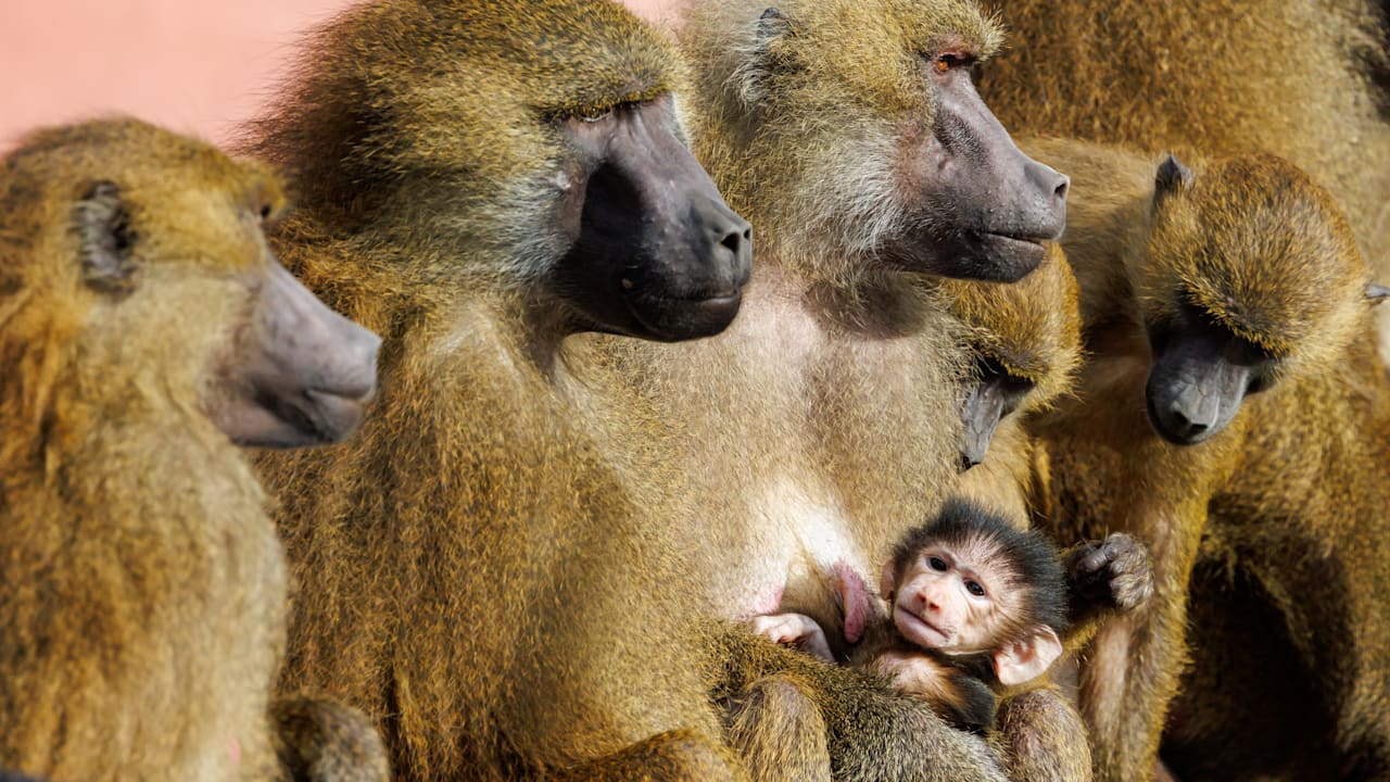 Sie sollen erschossen werden: Todesurteil für Paviane im Zoo Nürnberg | Regional