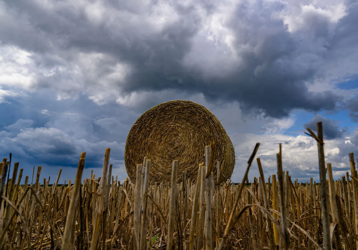 Wetter - Schauer und Gewitter in Berlin und Brandenburg - Panorama