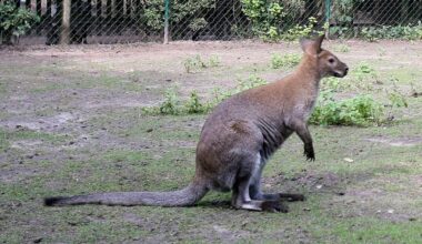 Tiergarten Solingen: Unbekannter enthauptet Kängurus | Regional