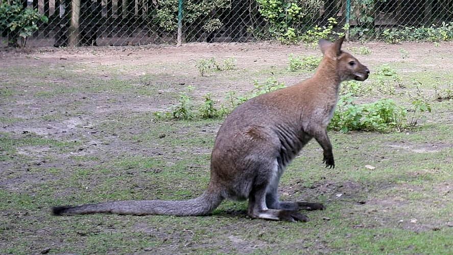 Tiergarten Solingen: Unbekannter enthauptet Kängurus | Regional